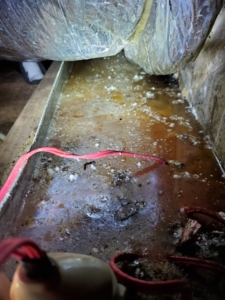 Mold